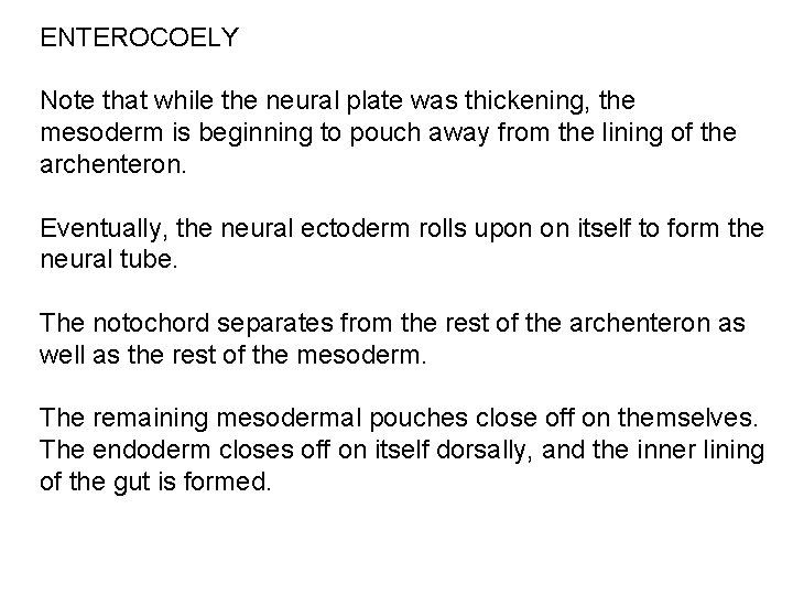 ENTEROCOELY Note that while the neural plate was thickening, the mesoderm is beginning to