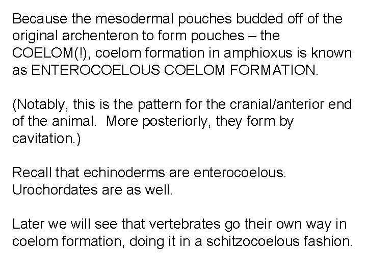 Because the mesodermal pouches budded off of the original archenteron to form pouches –