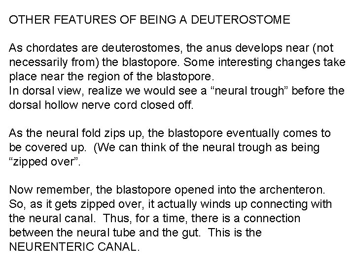 OTHER FEATURES OF BEING A DEUTEROSTOME As chordates are deuterostomes, the anus develops near