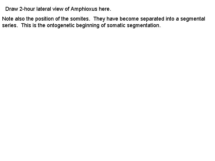 Draw 2 -hour lateral view of Amphioxus here. Note also the position of the