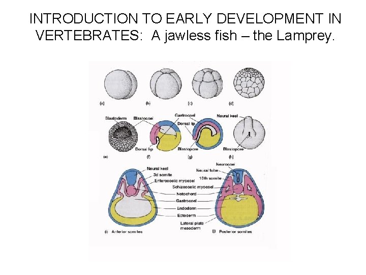 INTRODUCTION TO EARLY DEVELOPMENT IN VERTEBRATES: A jawless fish – the Lamprey. 