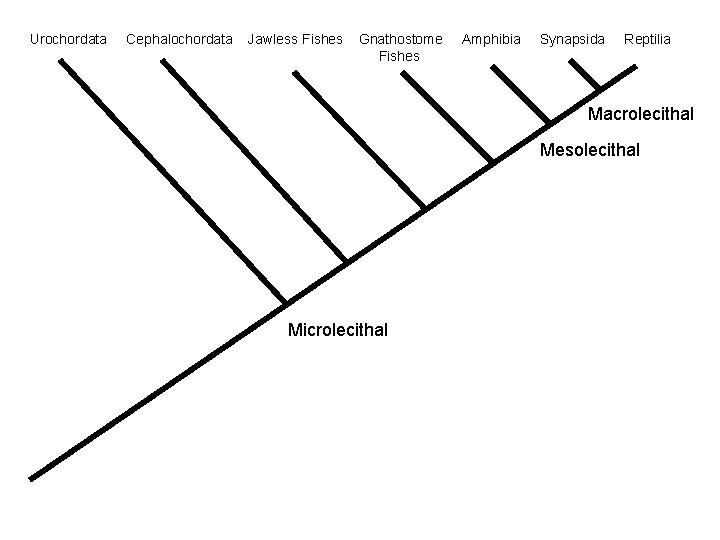 Urochordata Cephalochordata Jawless Fishes Gnathostome Fishes Amphibia Synapsida Reptilia Macrolecithal Mesolecithal Microlecithal 