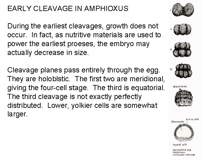 EARLY CLEAVAGE IN AMPHIOXUS During the earliest cleavages, growth does not occur. In fact,