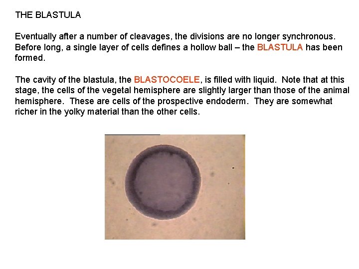 THE BLASTULA Eventually after a number of cleavages, the divisions are no longer synchronous.