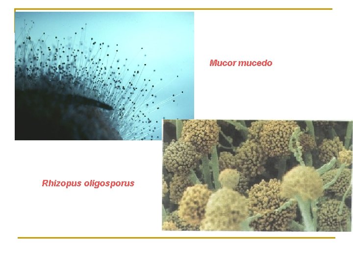 Mucor mucedo Rhizopus oligosporus 