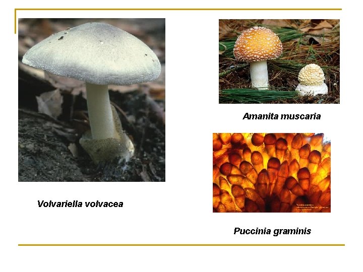 Amanita muscaria Volvariella volvacea Puccinia graminis 