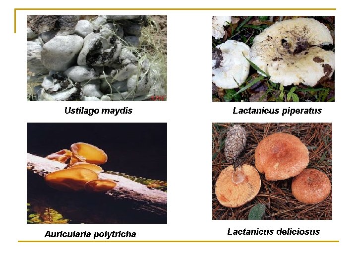 Ustilago maydis Auricularia polytricha Lactanicus piperatus Lactanicus deliciosus 