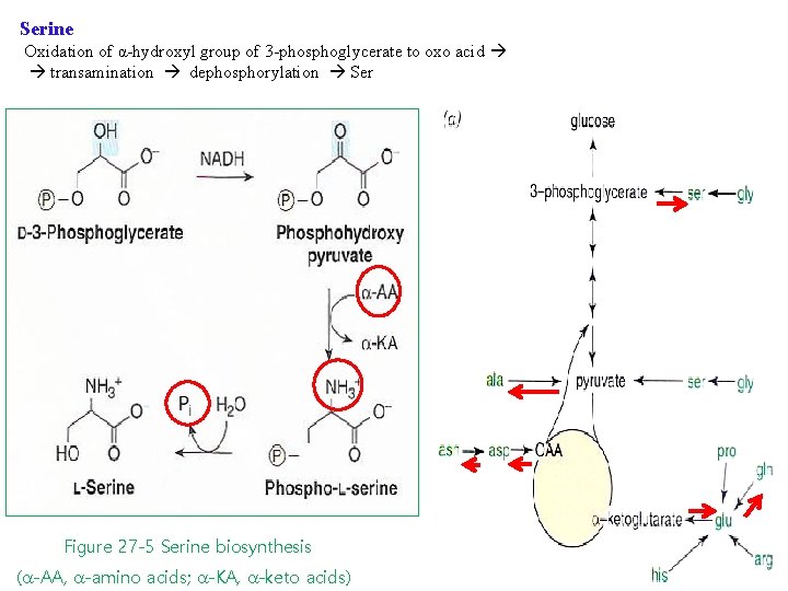 Serine Oxidation of α-hydroxyl group of 3 -phosphoglycerate to oxo acid transamination dephosphorylation Ser