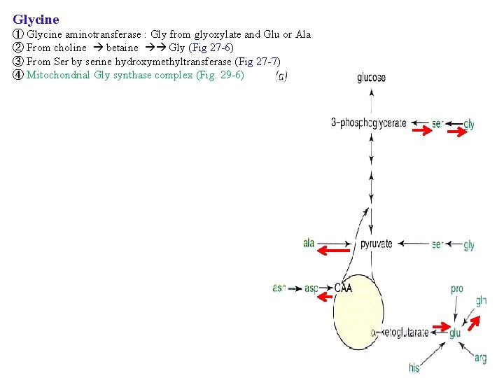 Glycine ① Glycine aminotransferase : Gly from glyoxylate and Glu or Ala ② From