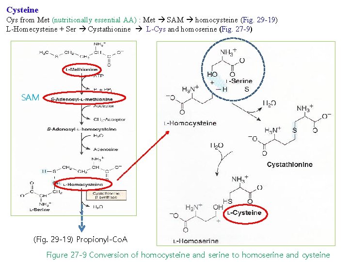 Cysteine Cys from Met (nutritionally essential AA) : Met SAM homocysteine (Fig. 29 -19)
