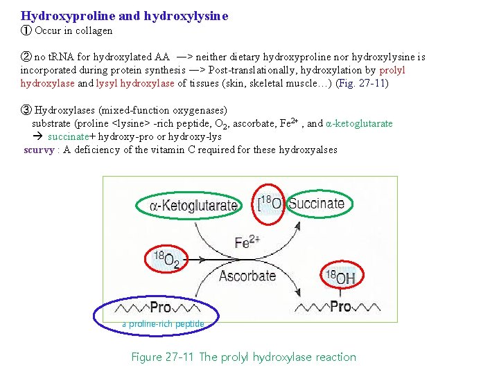 Hydroxyproline and hydroxylysine ① Occur in collagen ② no t. RNA for hydroxylated AA