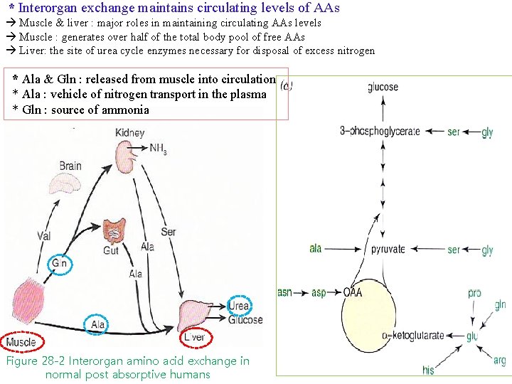 * Interorgan exchange maintains circulating levels of AAs Muscle & liver : major roles