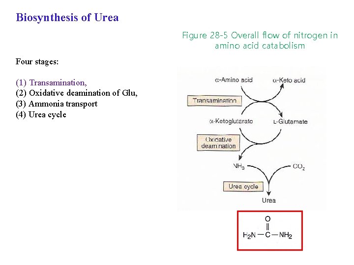 Biosynthesis of Urea Figure 28 -5 Overall flow of nitrogen in amino acid catabolism