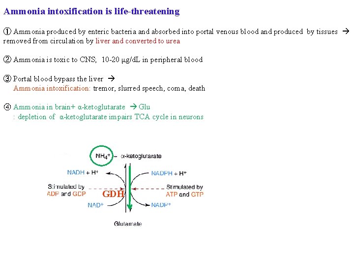 Ammonia intoxification is life-threatening ① Ammonia produced by enteric bacteria and absorbed into portal