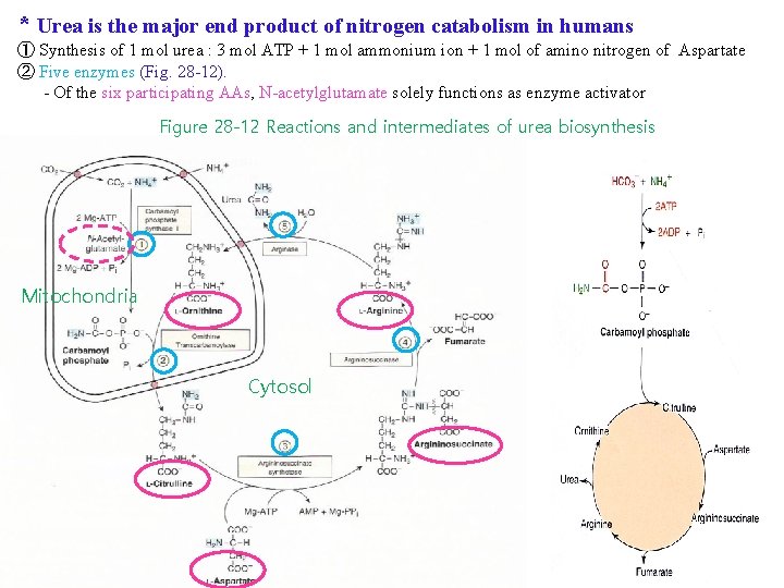 * Urea is the major end product of nitrogen catabolism in humans ① Synthesis