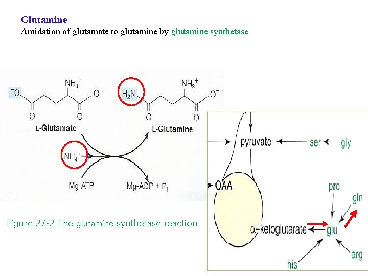 Glutamine Amidation of glutamate to glutamine by glutamine synthetase Figure 27 -2 The glutamine