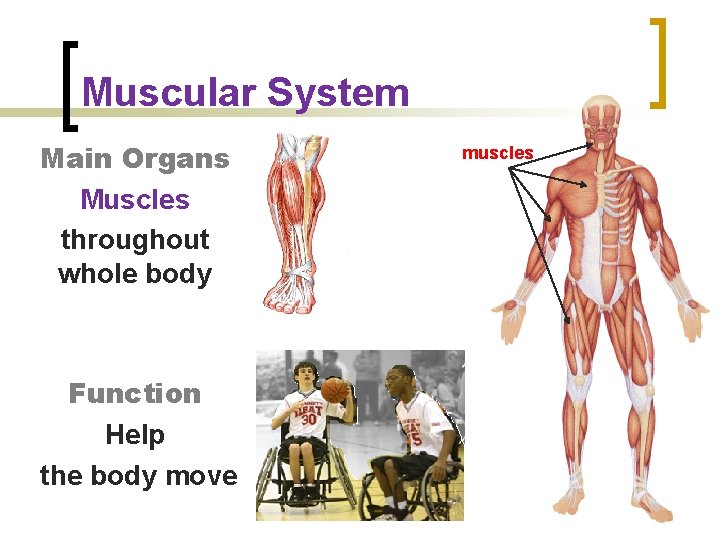 Muscular System Main Organs Muscles throughout whole body Function Help the body move muscles