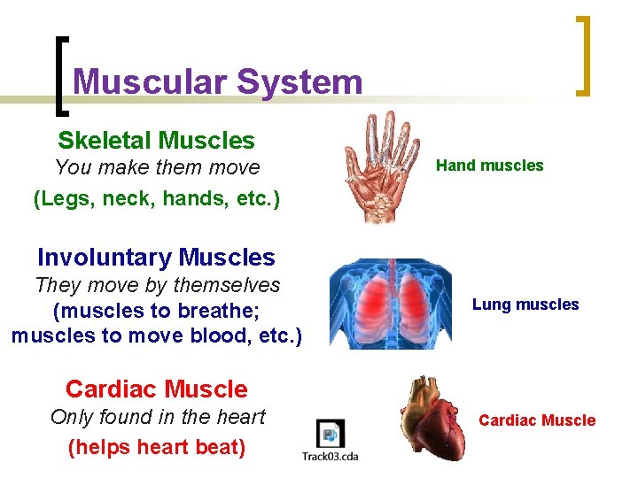 Muscular System Skeletal Muscles You make them move (Legs, neck, hands, etc. ) Hand