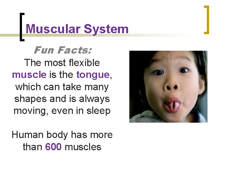 Muscular System Fun Facts: The most flexible muscle is the tongue, which can take