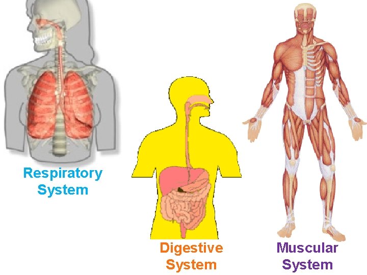 Respiratory System Digestive System Muscular System 