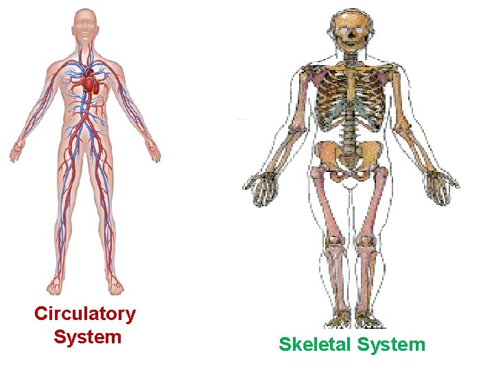 Circulatory System Skeletal System 