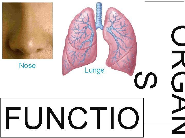 Lungs ORGAN S Nose FUNCTIO 