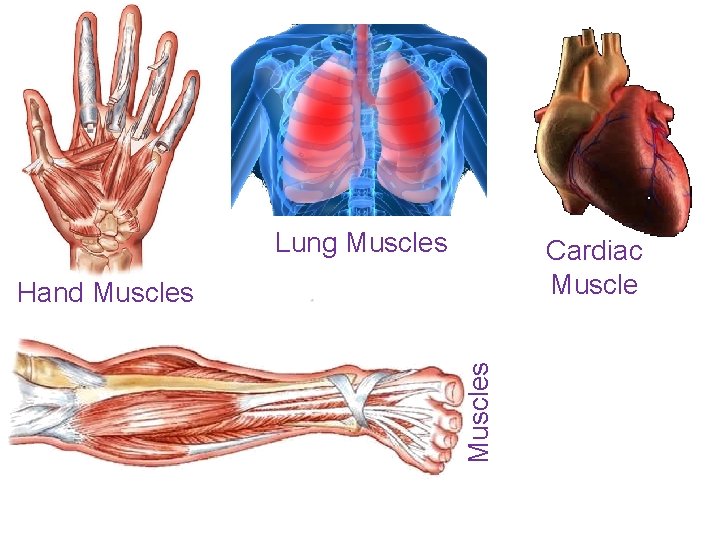 Lung Muscles Cardiac Muscles Hand Muscles 