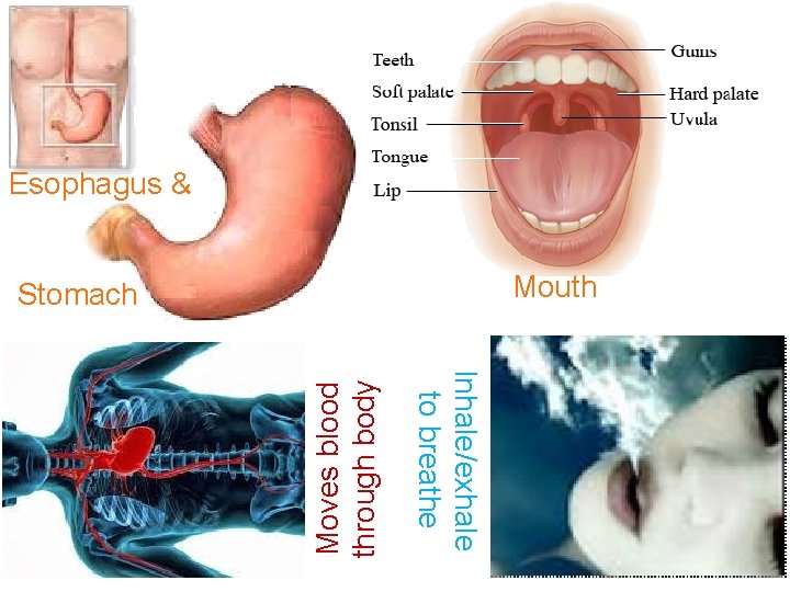 Esophagus & Mouth Inhale/exhale to breathe Moves blood through body Stomach 