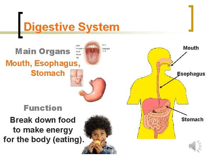 Digestive System Main Organs Mouth, Esophagus, Stomach Function Break down food to make energy