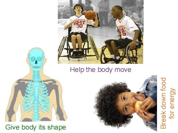 Give body its shape Break down food for energy Help the body move 