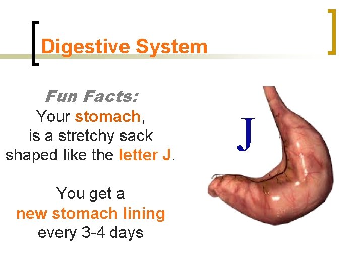 Digestive System Fun Facts: Your stomach, is a stretchy sack shaped like the letter
