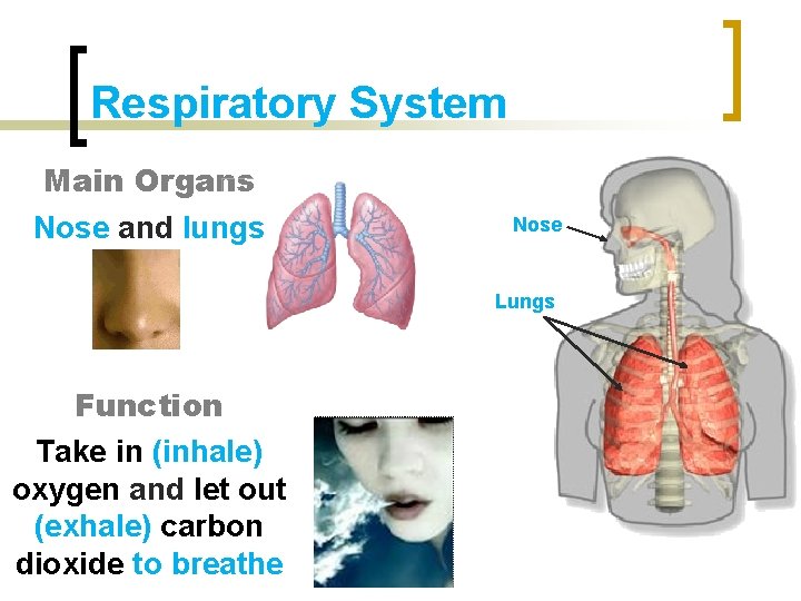 Respiratory System Main Organs Nose and lungs Nose Lungs Function Take in (inhale) oxygen