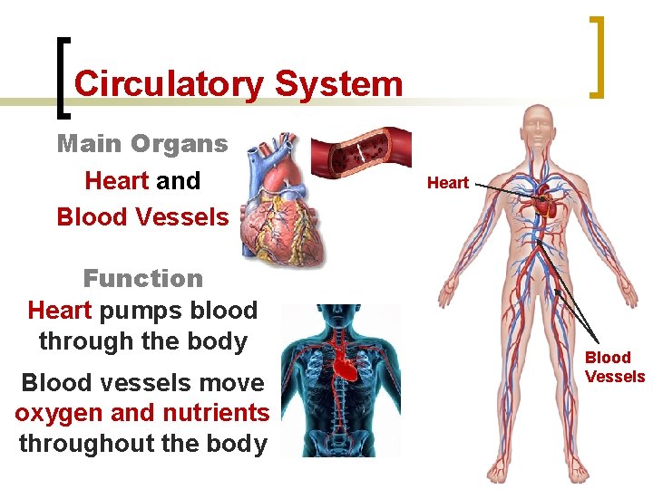 Circulatory System Main Organs Heart and Blood Vessels Function Heart pumps blood through the