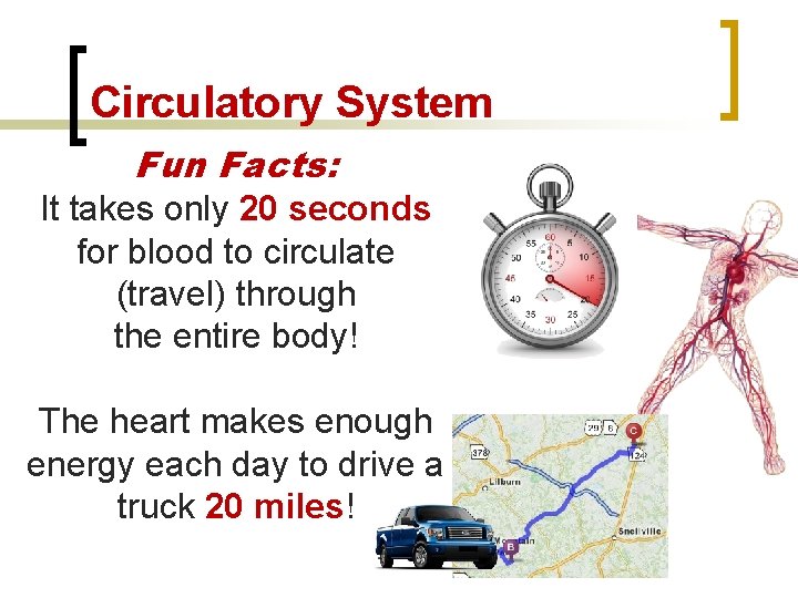 Circulatory System Fun Facts: It takes only 20 seconds for blood to circulate (travel)