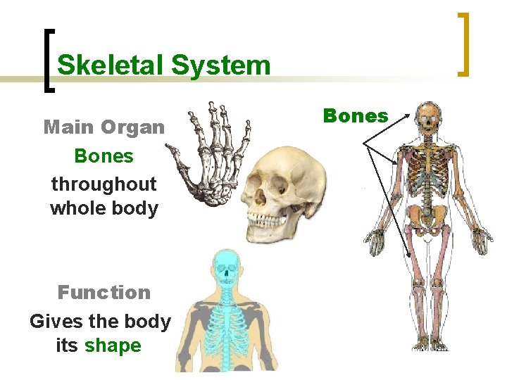 Skeletal System Main Organ Bones throughout whole body Function Gives the body its shape