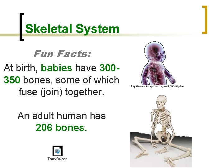 Skeletal System Fun Facts: At birth, babies have 300350 bones, some of which fuse