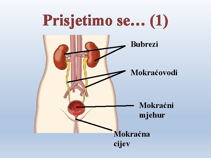 Prisjetimo se… (1) Bubrezi Mokraćovodi Mokraćni mjehur Mokraćna cijev 