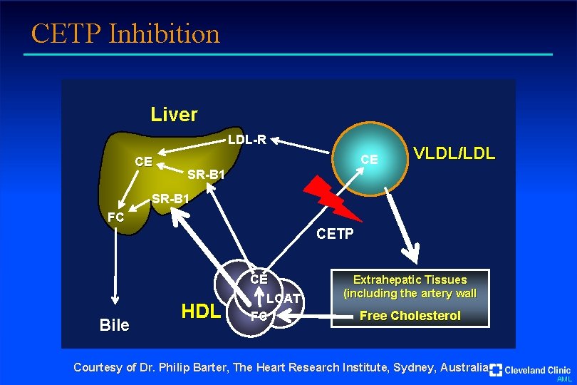 CETP Inhibition Liver LDL-R CE CE VLDL/LDL SR-B 1 FC CETP Bile HDL CE