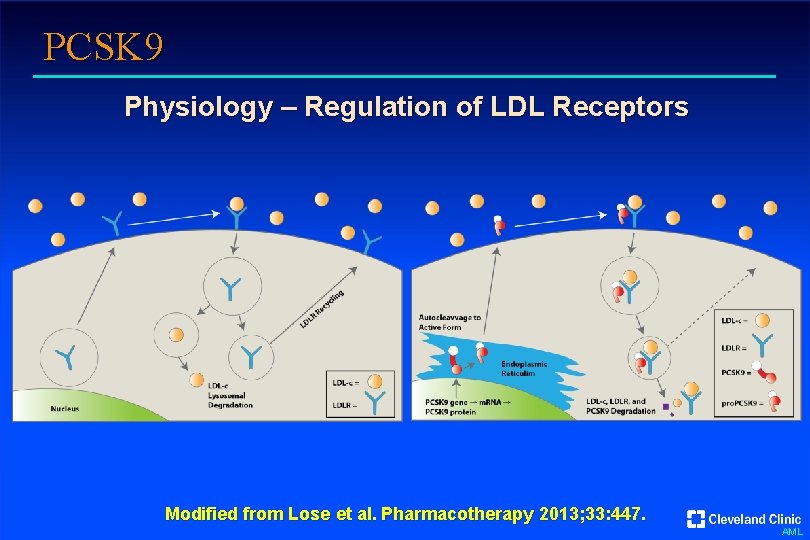 PCSK 9 Physiology – Regulation of LDL Receptors Modified from Lose et al. Pharmacotherapy