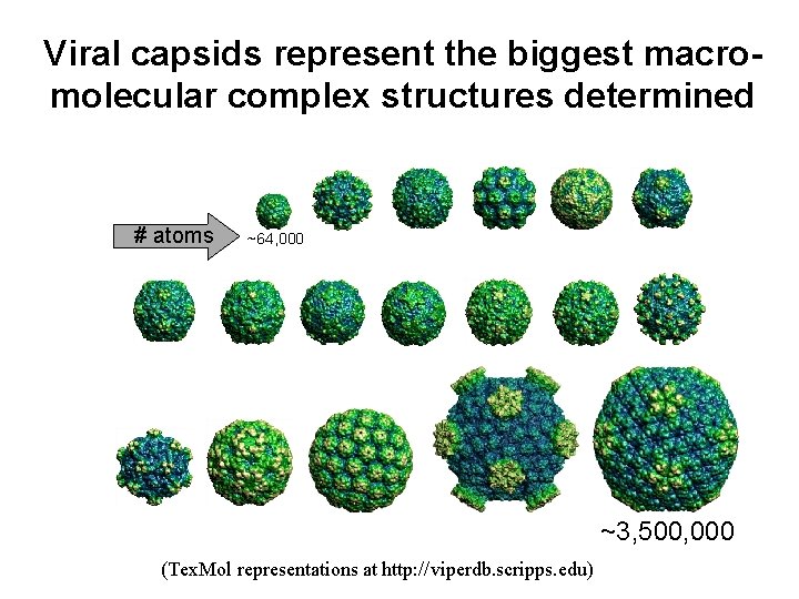 Viral capsids represent the biggest macromolecular complex structures determined # atoms ~64, 000 ~3,