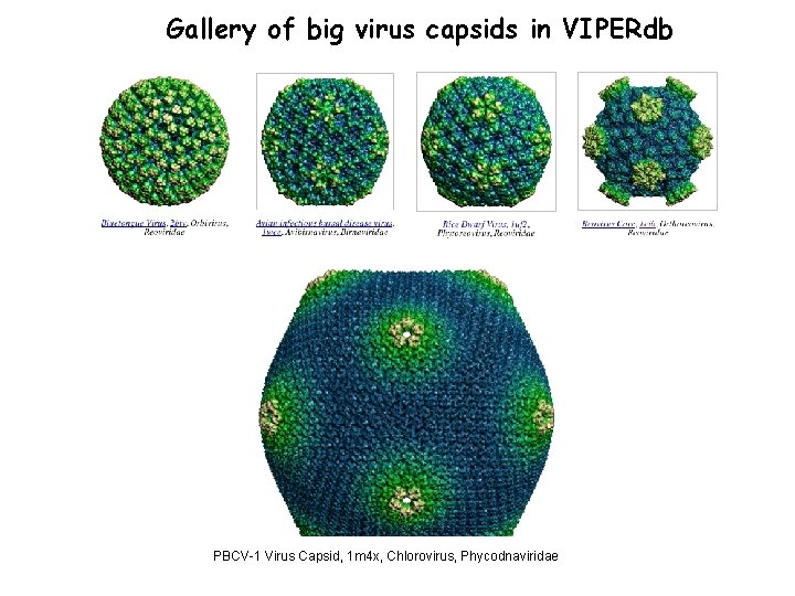 Gallery of big virus capsids in VIPERdb PBCV-1 Virus Capsid, 1 m 4 x,
