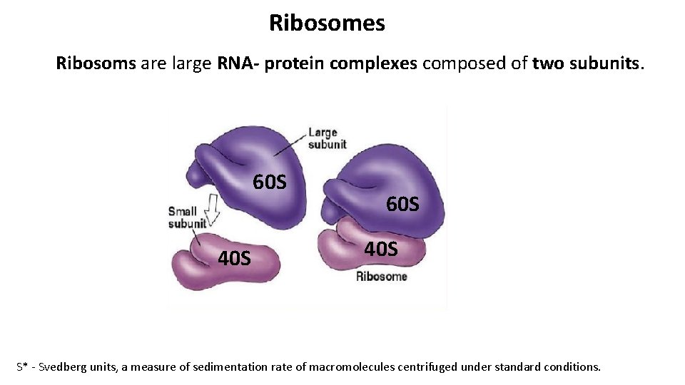 Ribosomes Ribosoms are large RNA- protein complexes composed of two subunits. 60 S 40