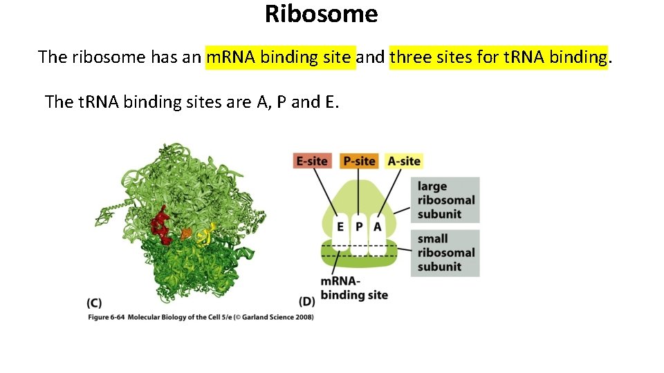 Ribosome The ribosome has an m. RNA binding site and three sites for t.