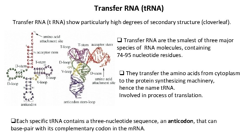 Transfer RNA (t. RNA) Transfer RNA (t RNA) show particularly high degrees of secondary