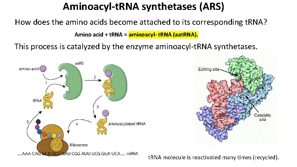 Aminoacyl-t. RNA synthetases (ARS) How does the amino acids become attached to its corresponding