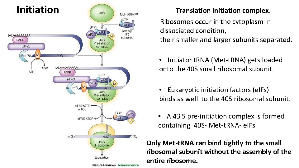 Initiation Translation initiation complex. Ribosomes occur in the cytoplasm in dissociated condition, their smaller