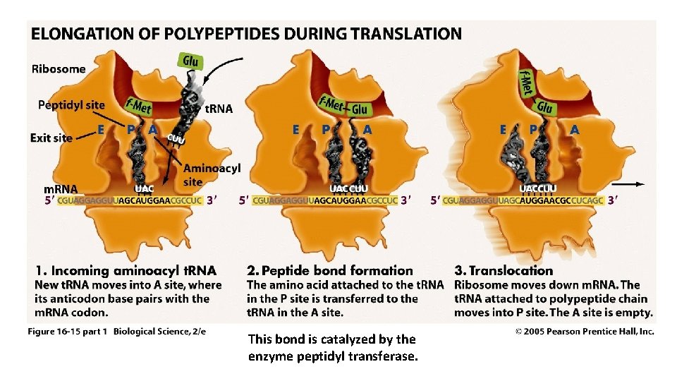 This bond is catalyzed by the enzyme peptidyl transferase. 