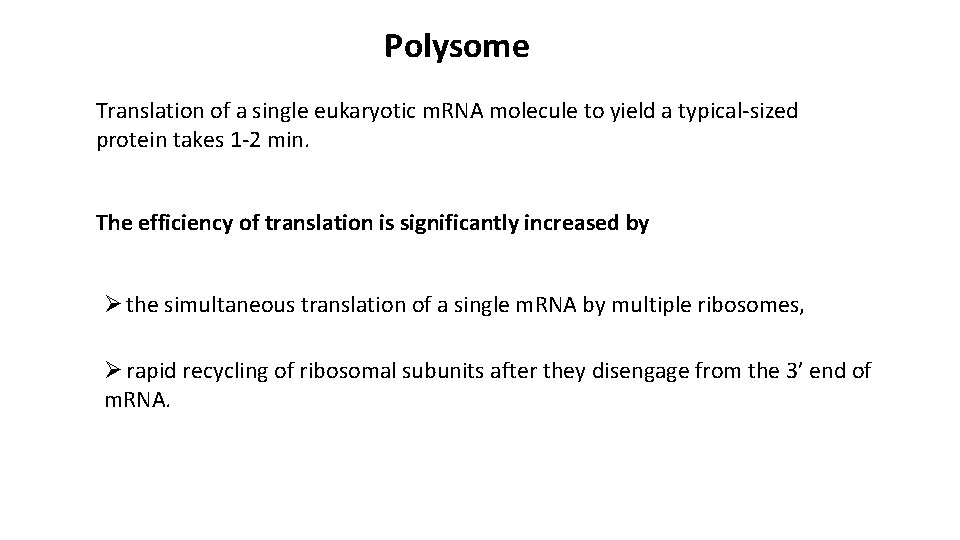 Polysome Translation of a single eukaryotic m. RNA molecule to yield a typical-sized protein