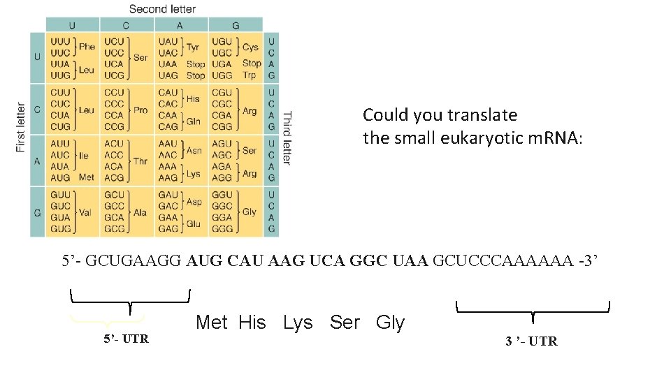 Could you translate the small eukaryotic m. RNA: 5’- GCUGAAGG AUG CAU AAG UCA