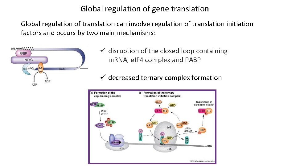 Global regulation of gene translation Global regulation of translation can involve regulation of translation